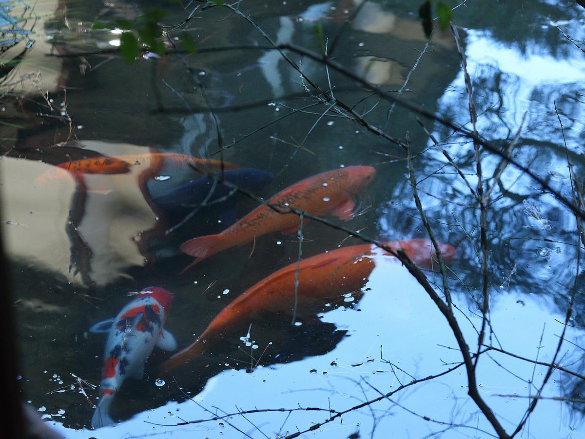 京都 南禅寺入口菊水传统日式旅馆酒店 外观 照片